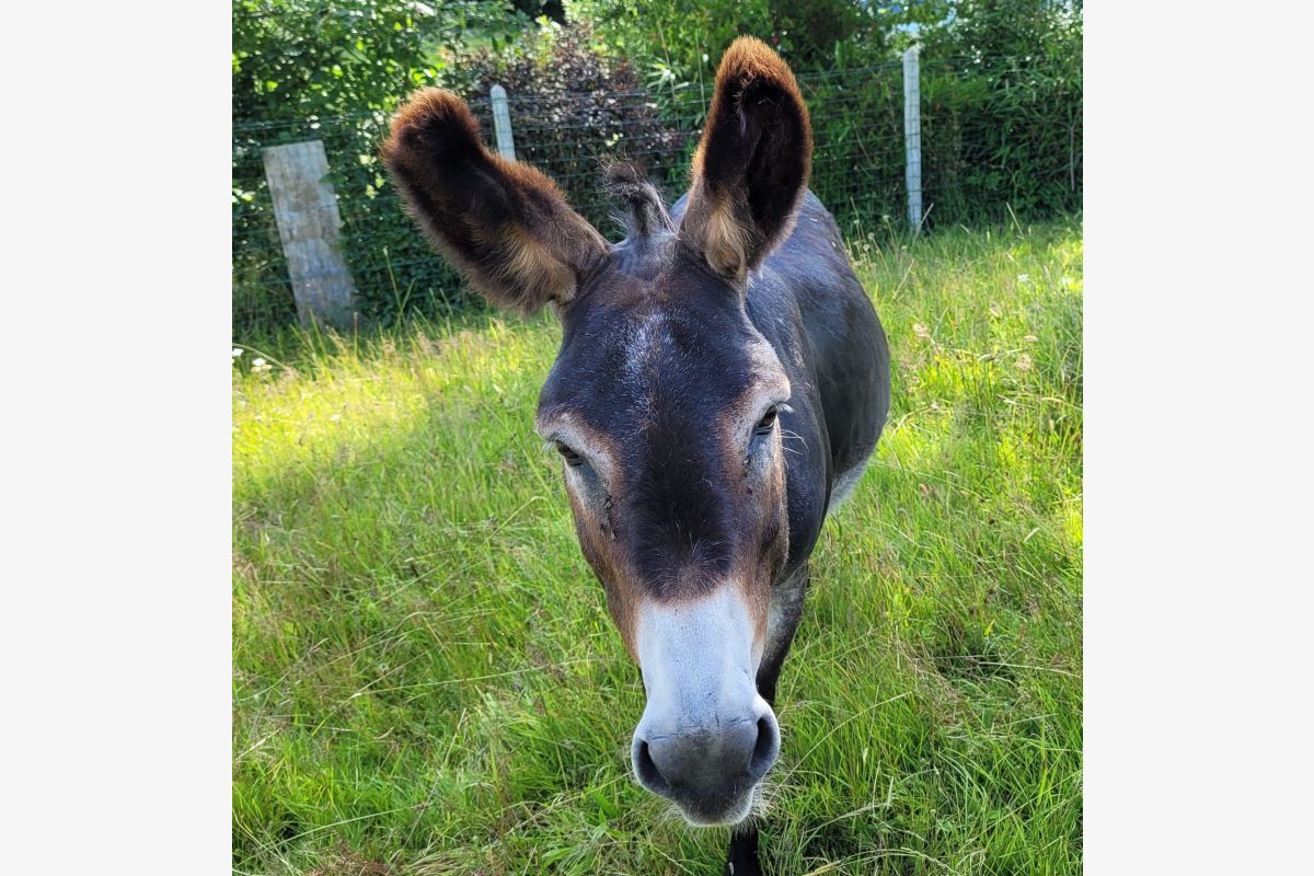 A donner âne