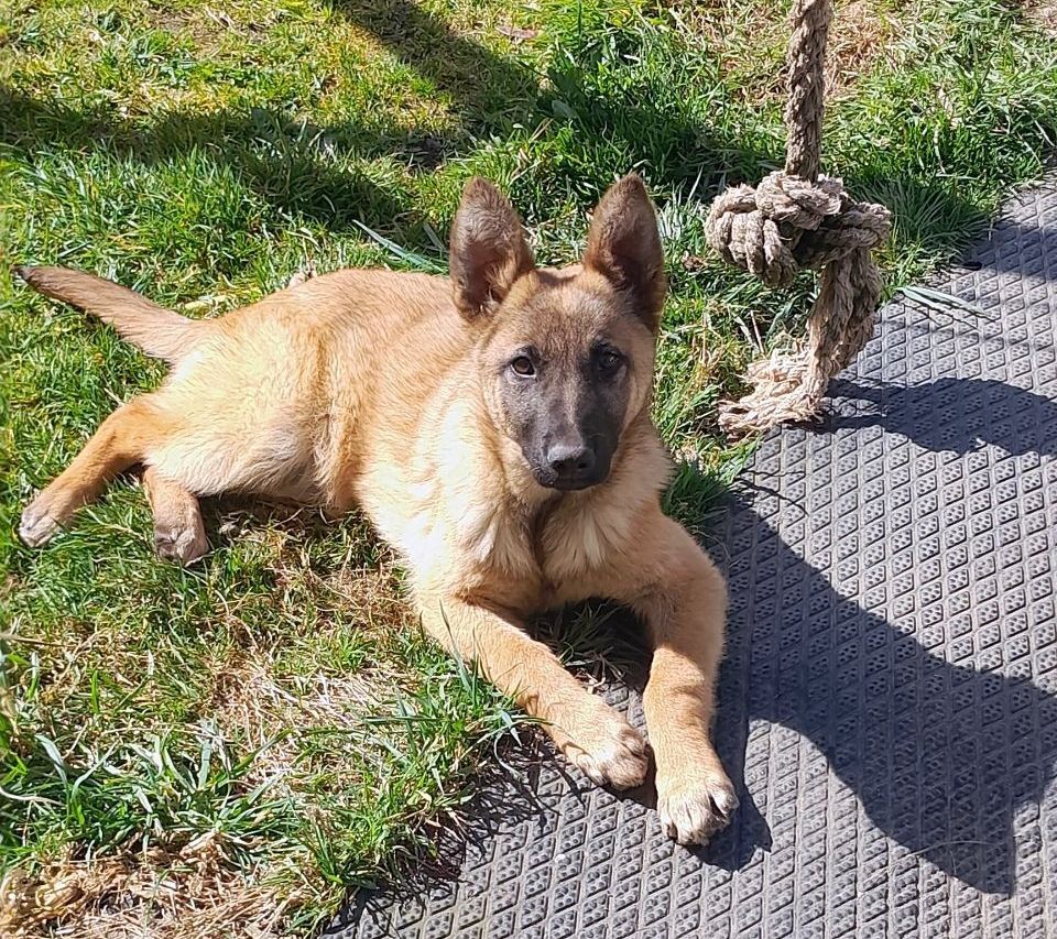 Apparence berger malinois