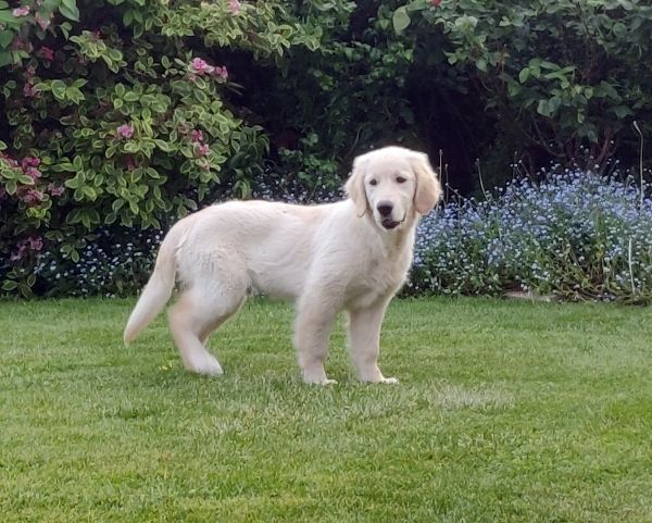 Race golden retriever