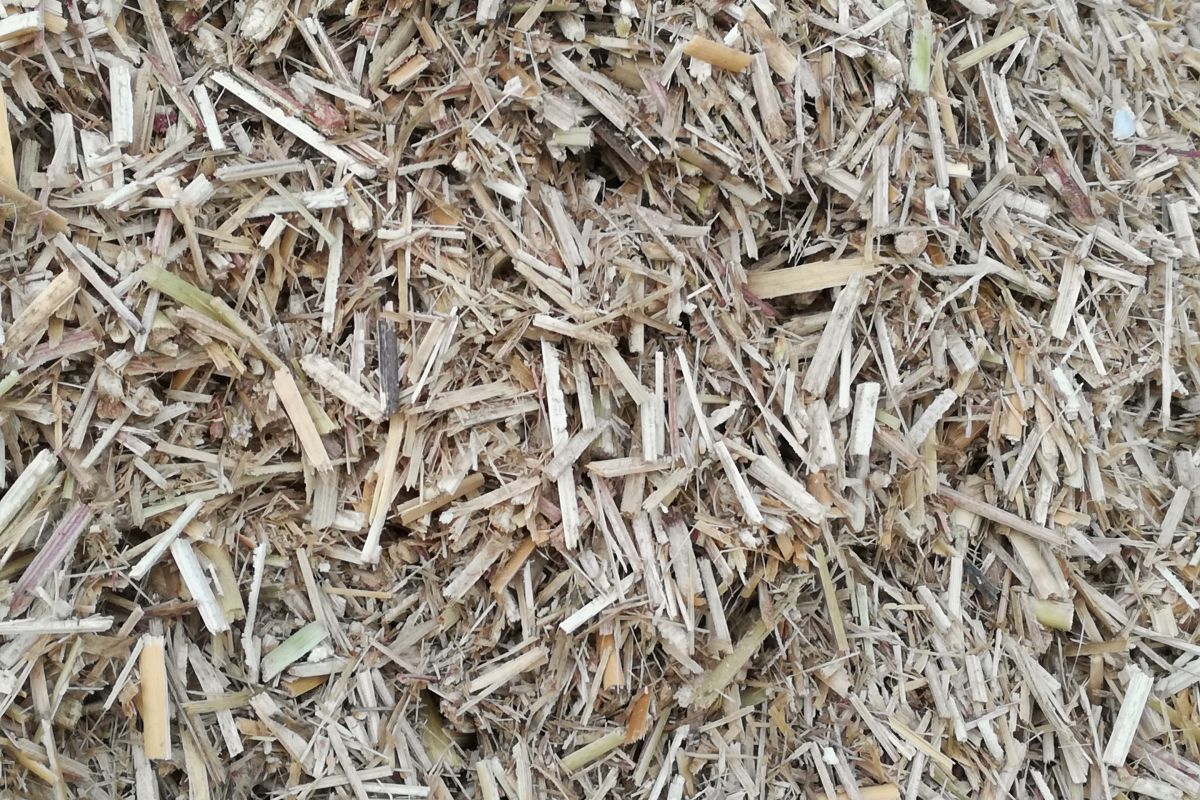 Miscanthus pour paillage