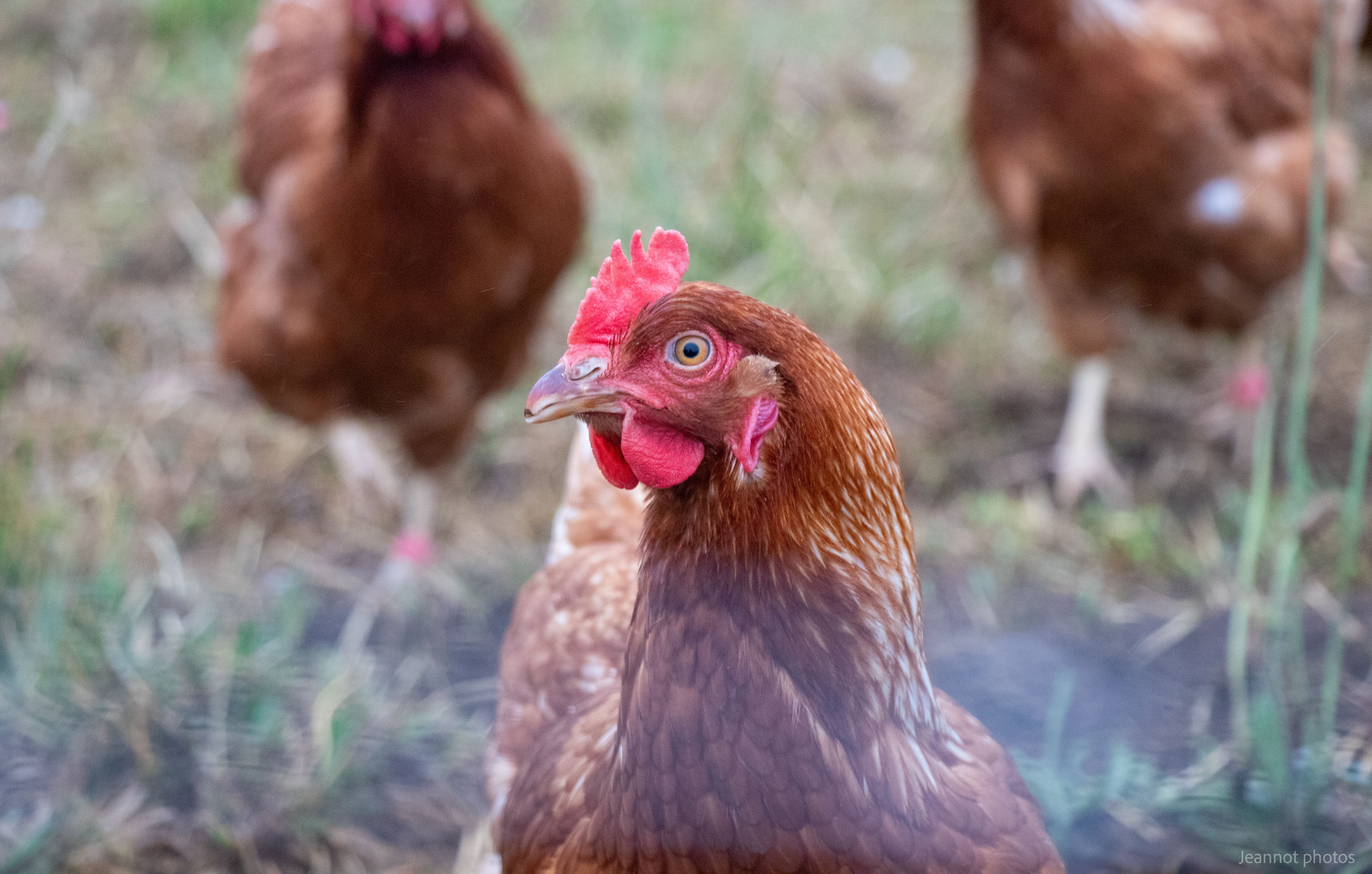 Poules pondeuses