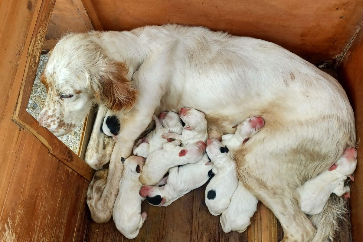 Chiots Setter Anglais