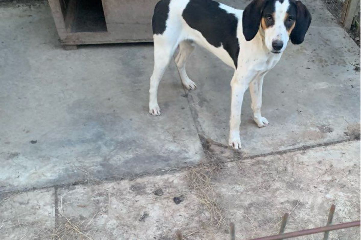 Croisé beagle
