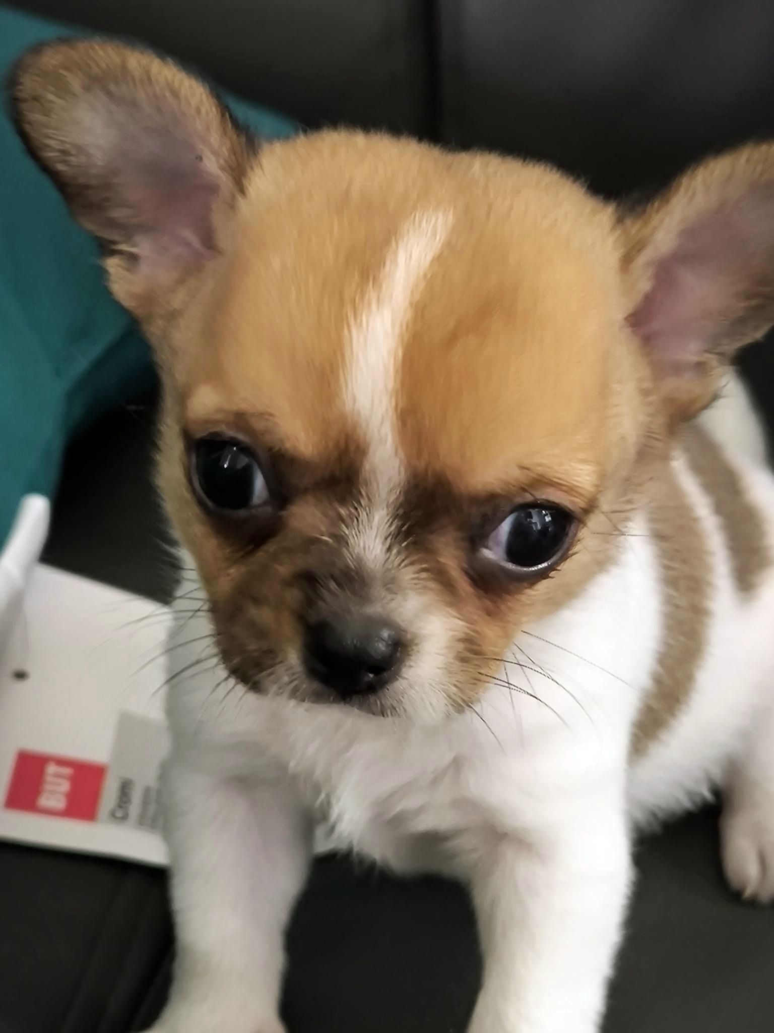 Apparence chihuahua