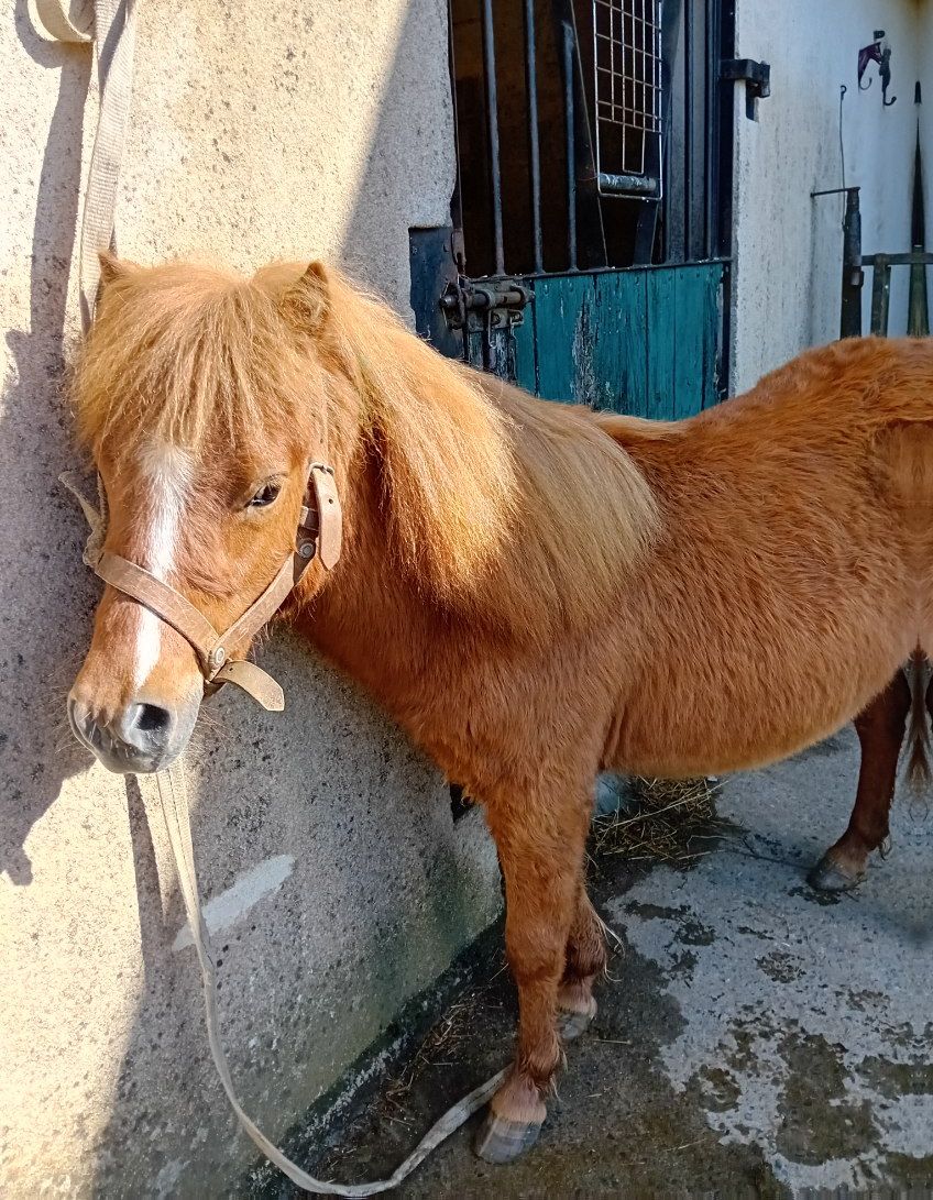 Poney shetland