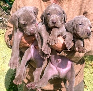 9 chiots Braques de Weimar