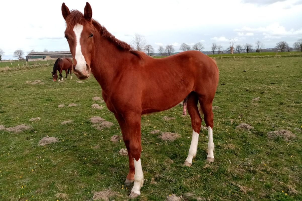 Cheval Selle Français