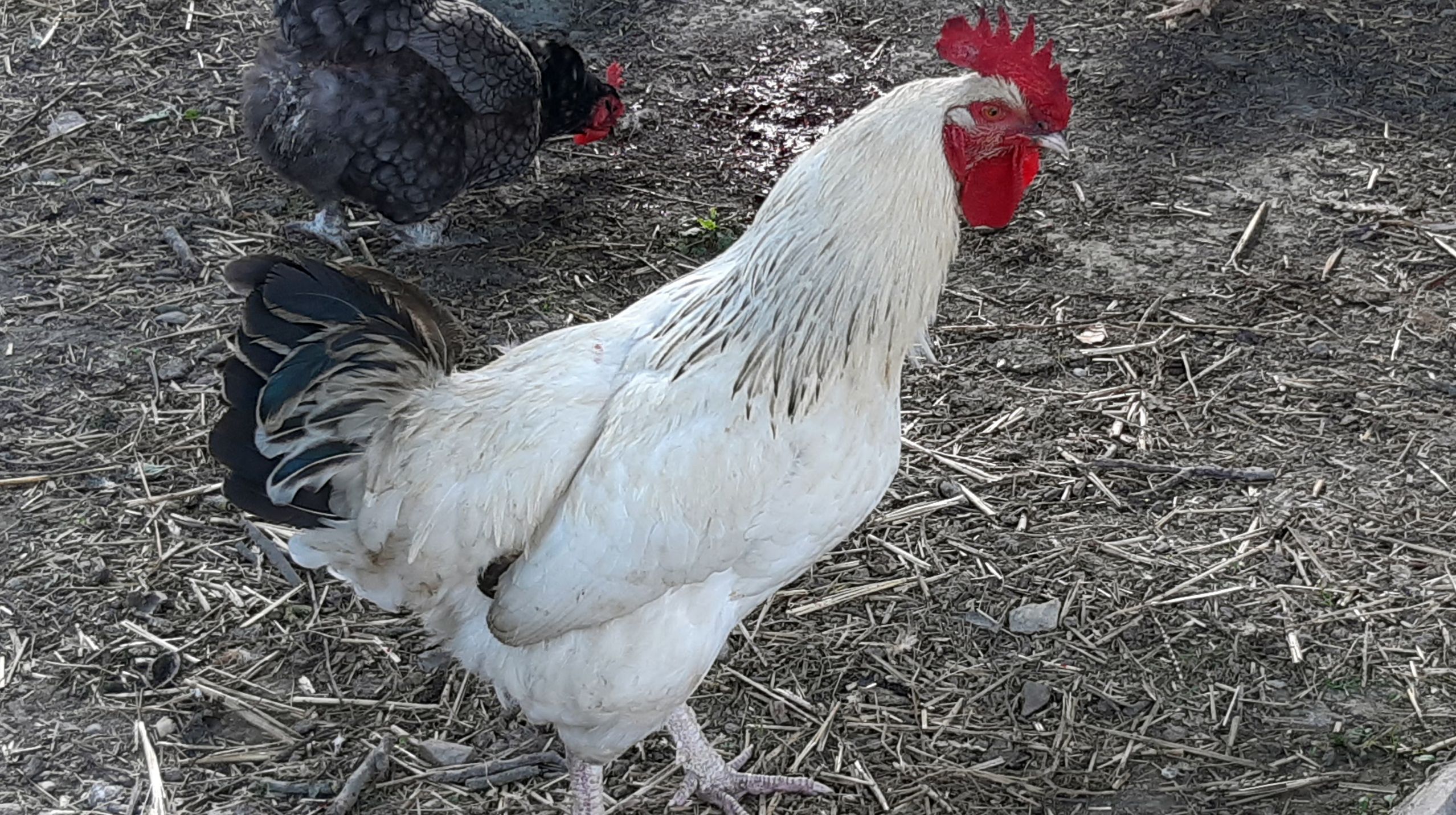 Coq sussex