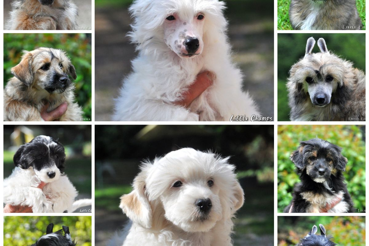Chiots Chien Chinois LOF