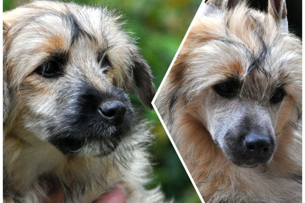 Chiots Chien Chinois LOF