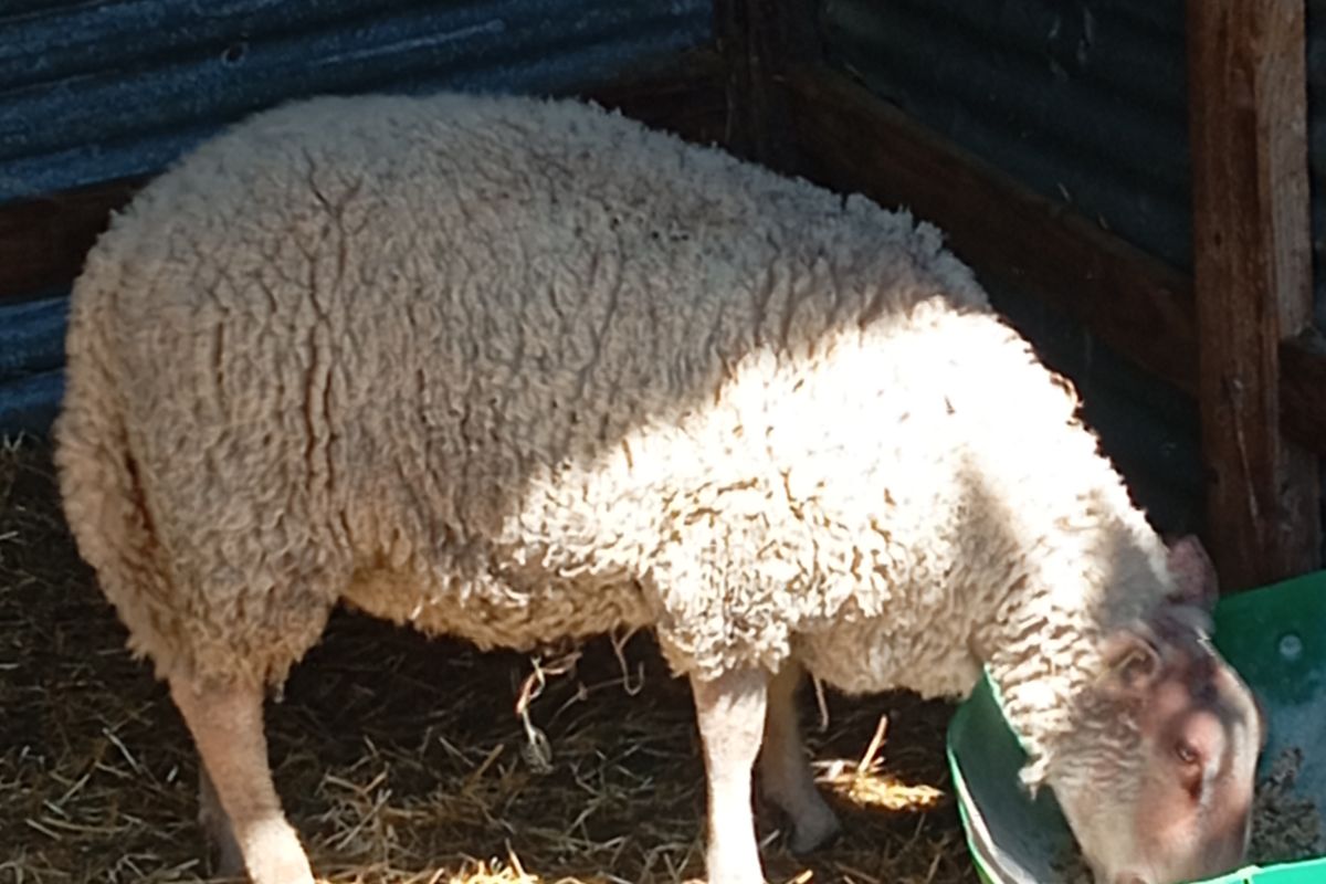 Agneaux mâles rouge de l'ouest de 8 a 16 mois 