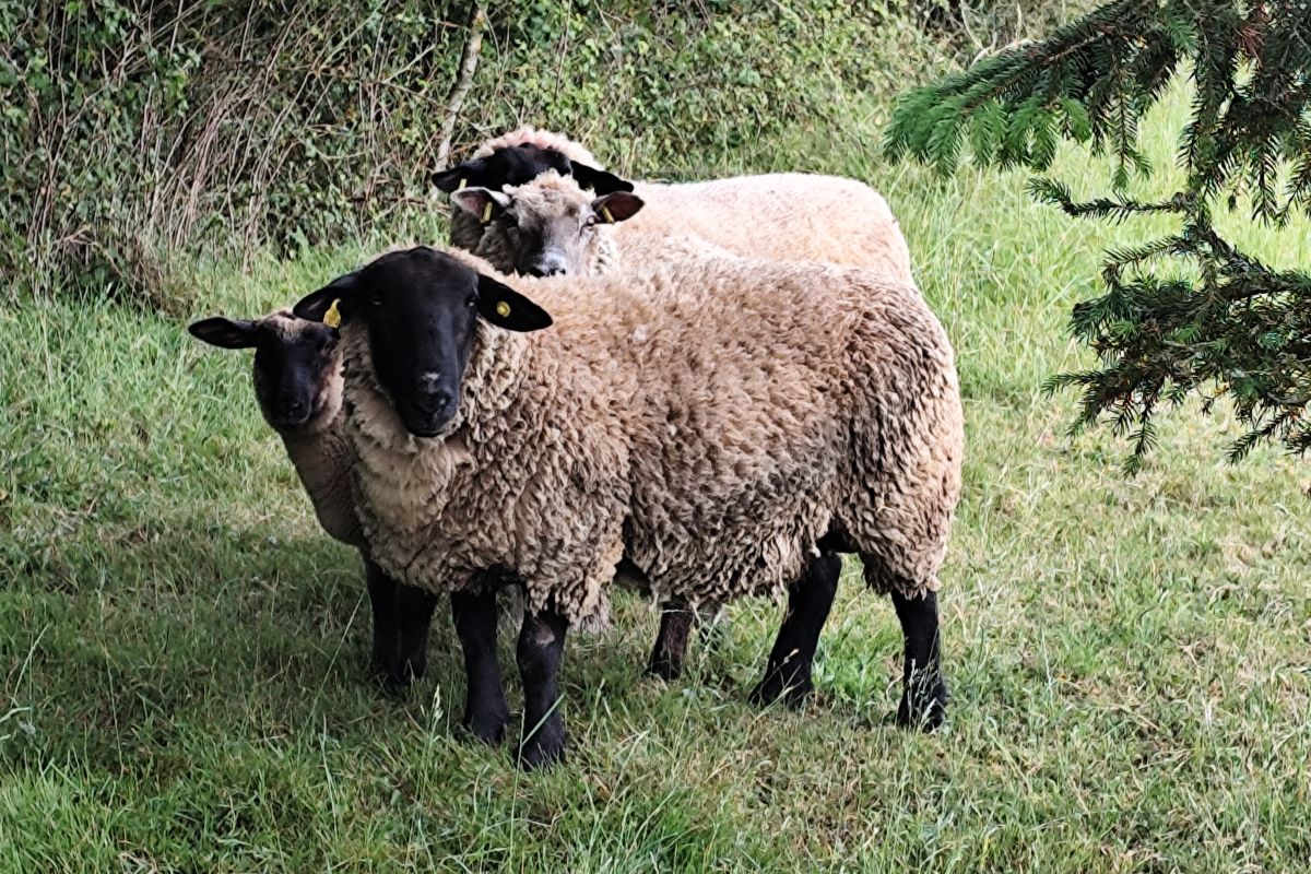 Bélier suffolk