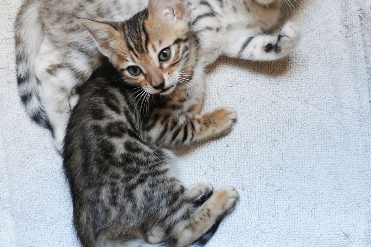 Magnifiques chatons Bengal LOOF
