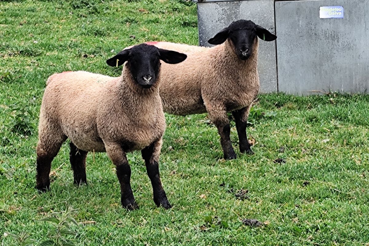 Jeunes bélier suffolk 