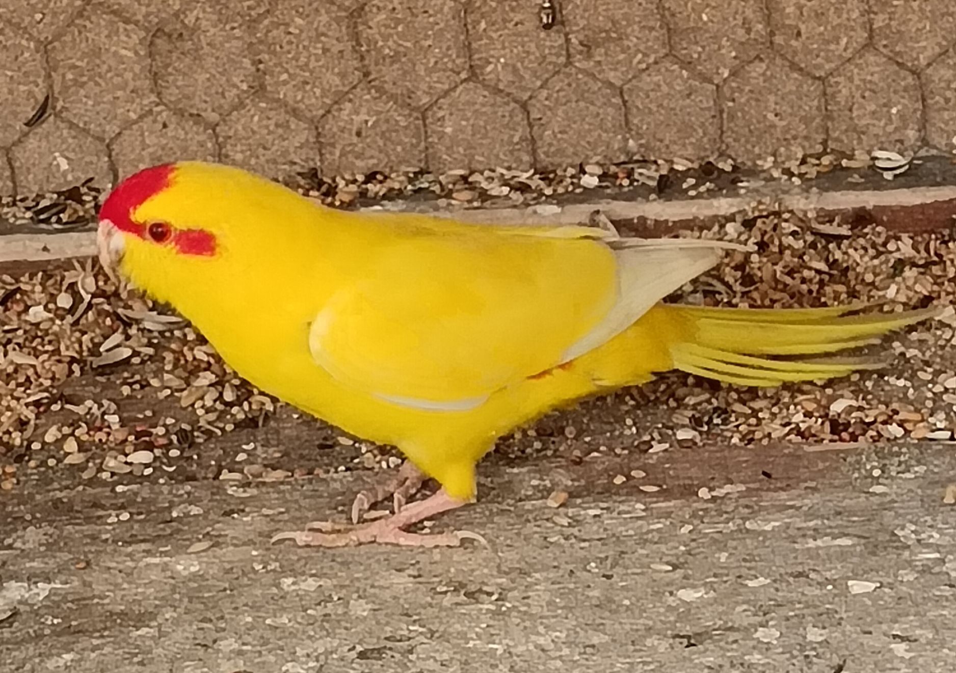 Kakariki