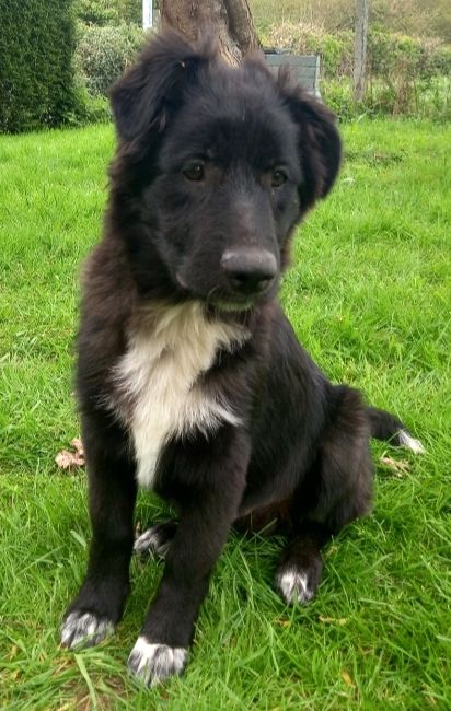 Croisé border collie et berger allemand