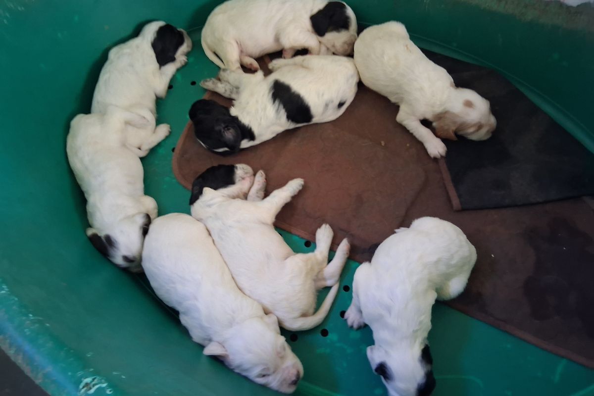 Chiots SETTERS ANGLAIS mâles à réserver