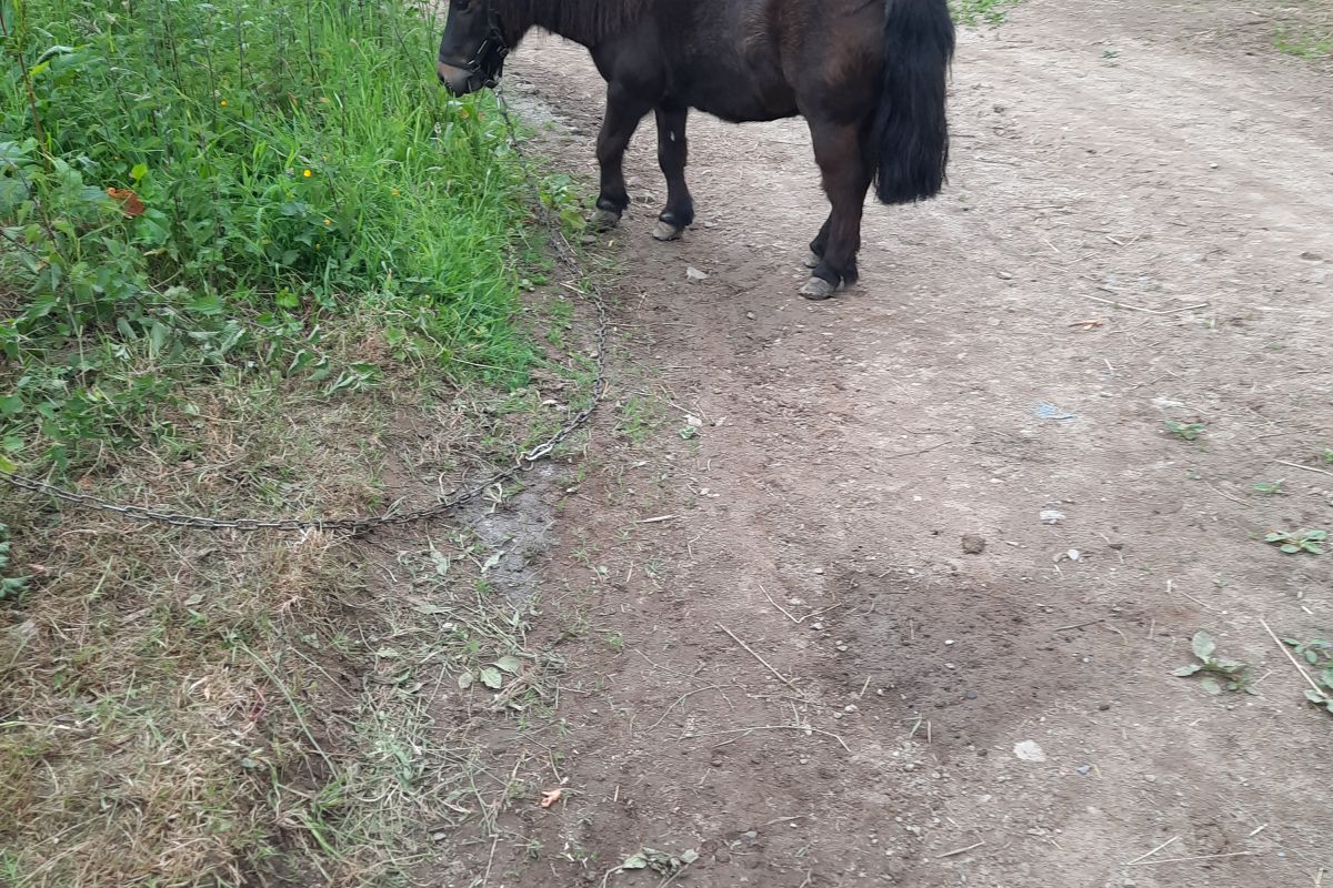 Poney shetland
