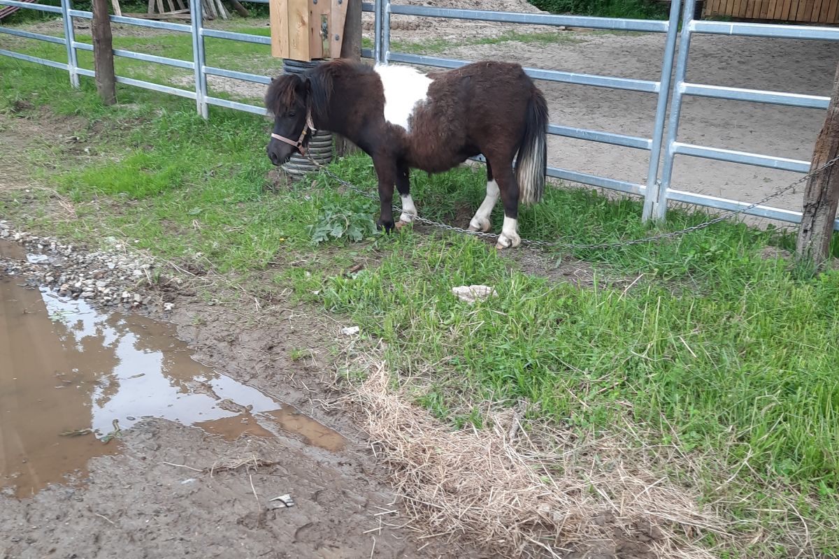 Poney shetland