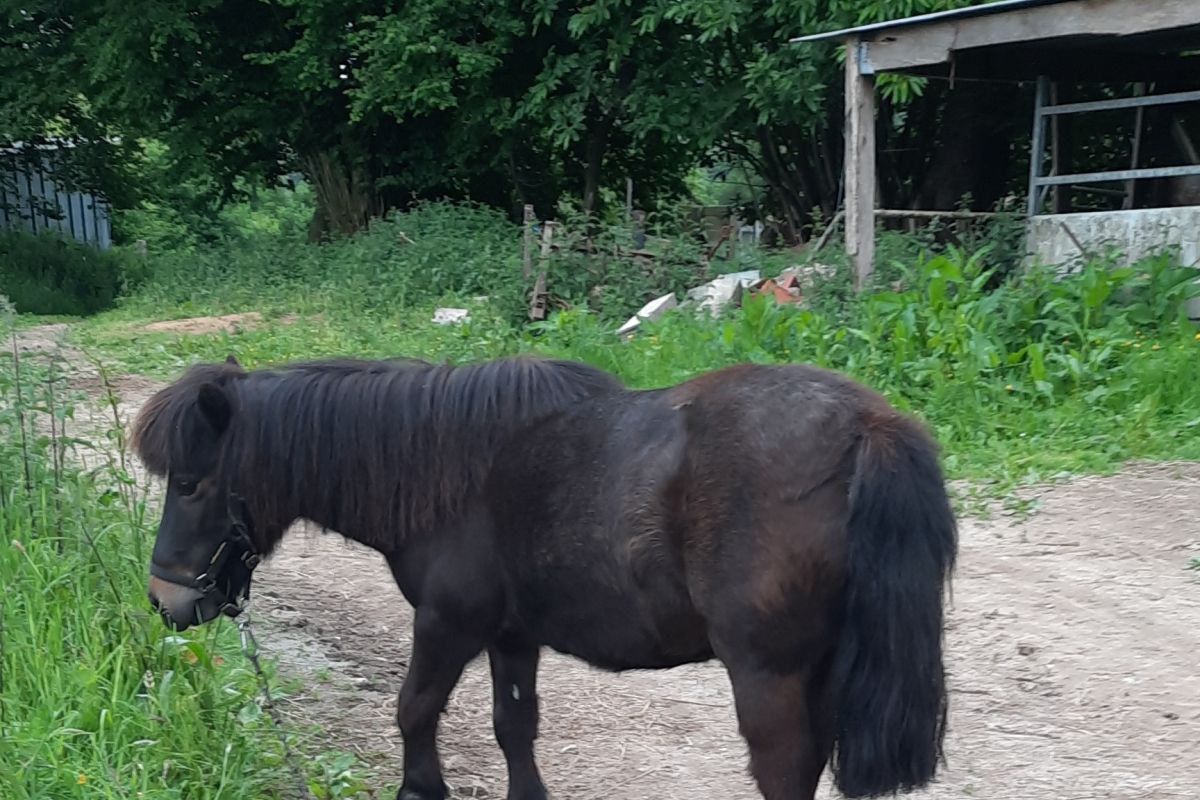 Poney shetland