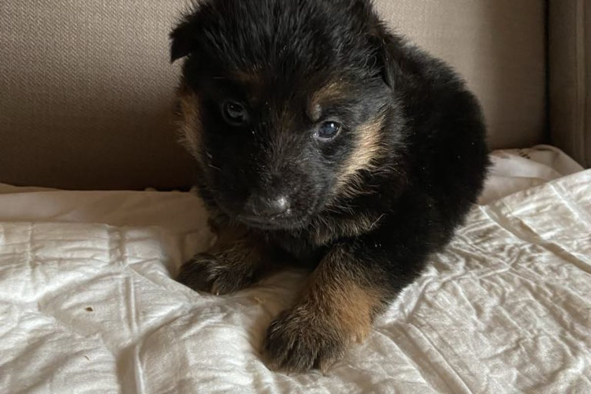 chiots berger allemand