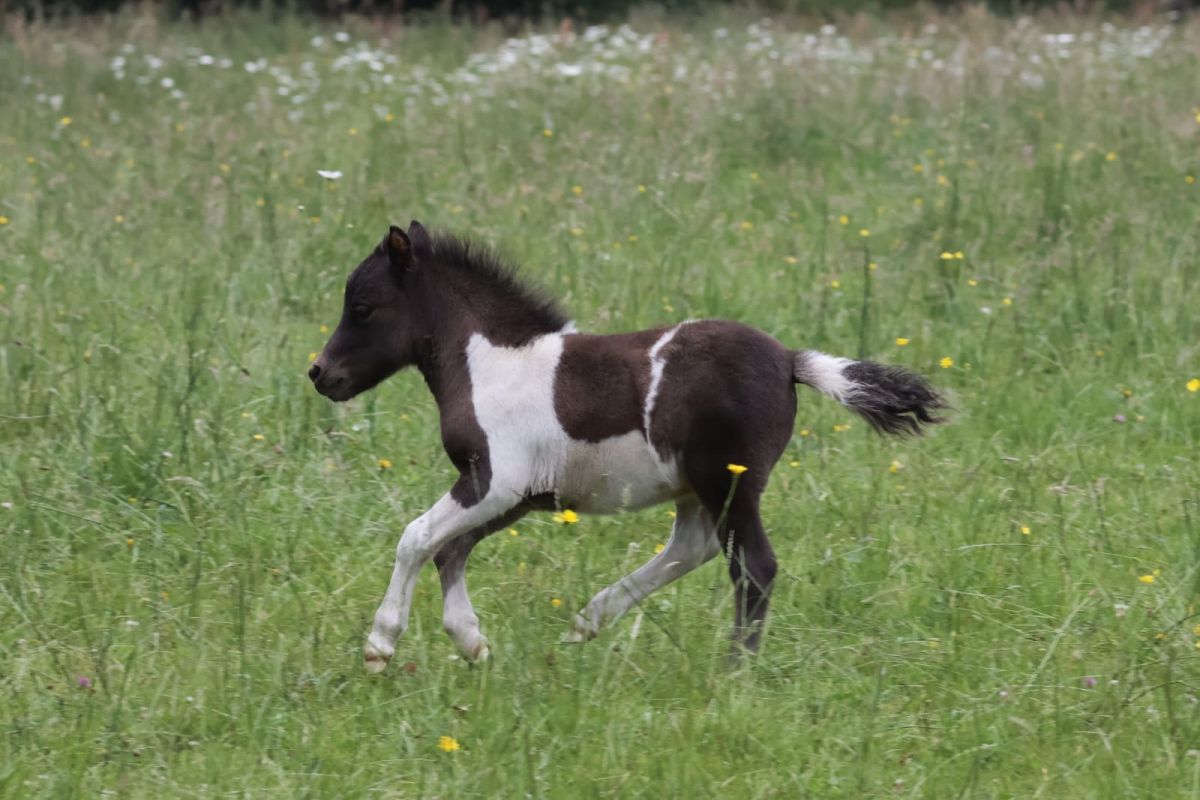 Poulain type shetland 