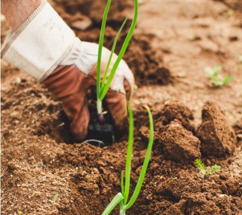 Rech. salarié agricole