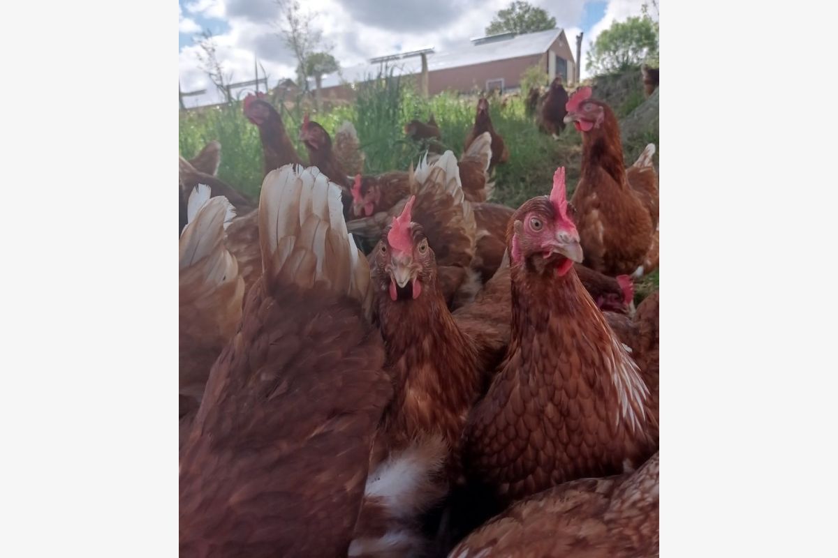 Poules pondeuses