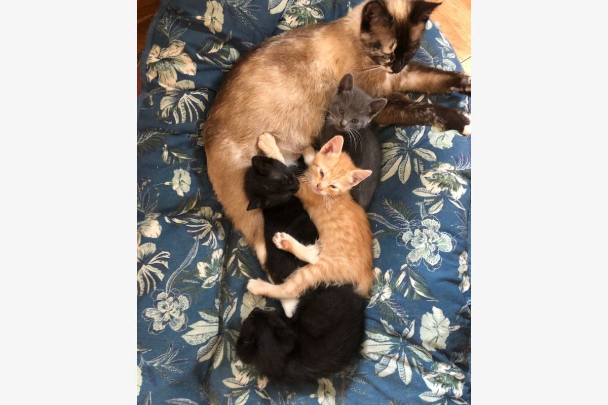 Adorables chatons