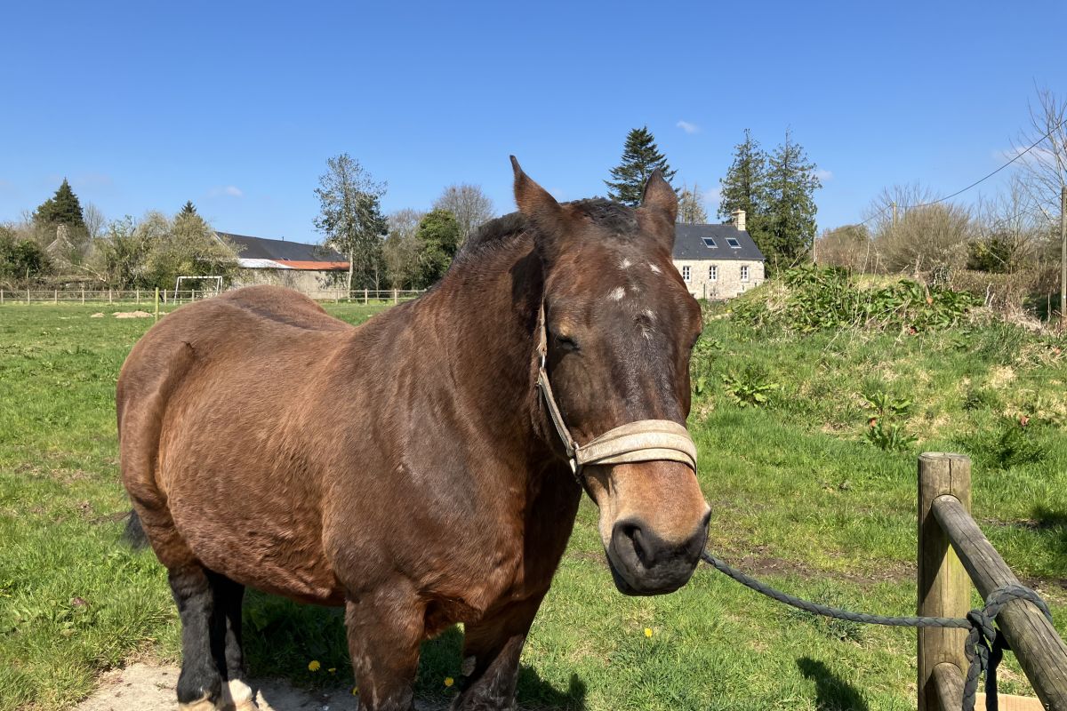 Jument Cob Normand bai 15 ans
