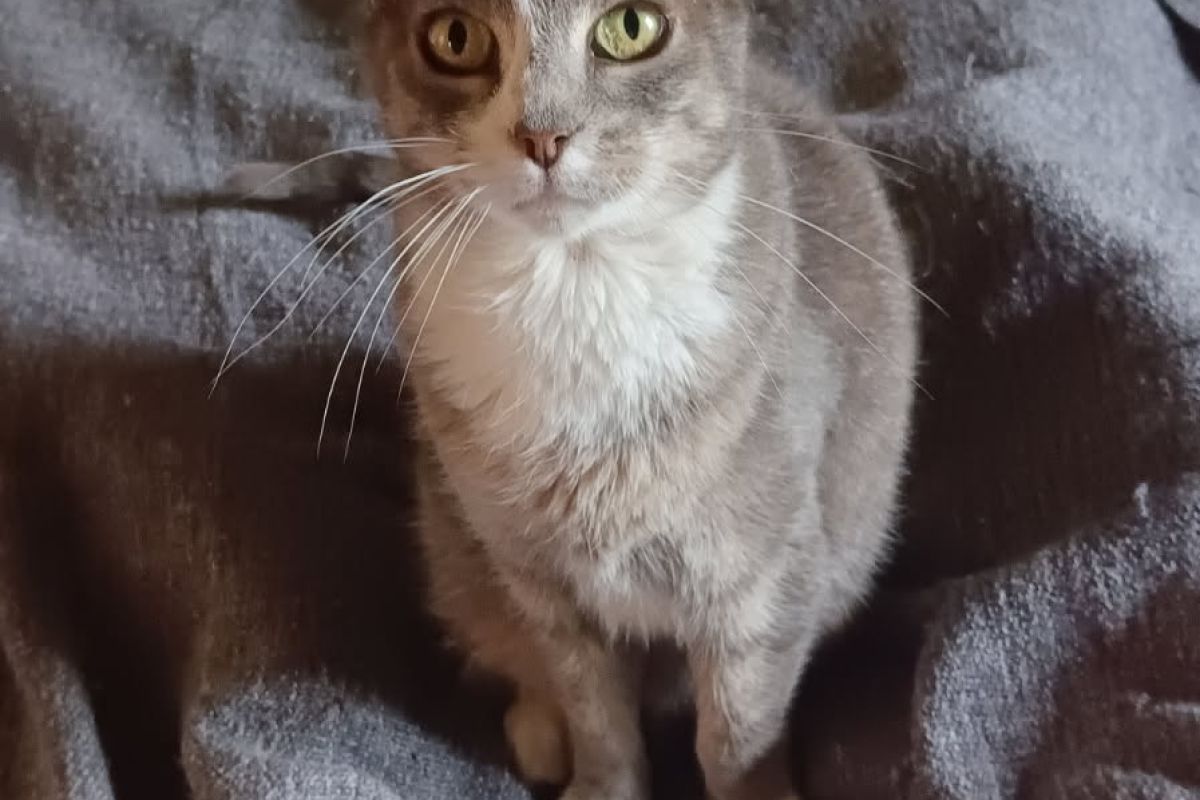 Chats stérilisés identifiés câlins