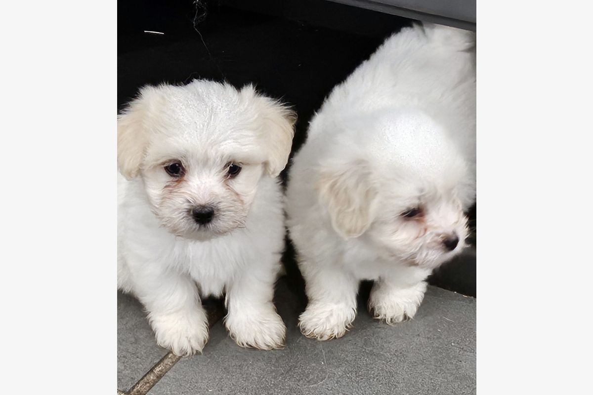 Apparence coton de Tuléar à adopter