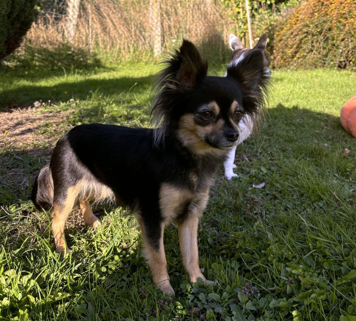 Apparence chihuahua