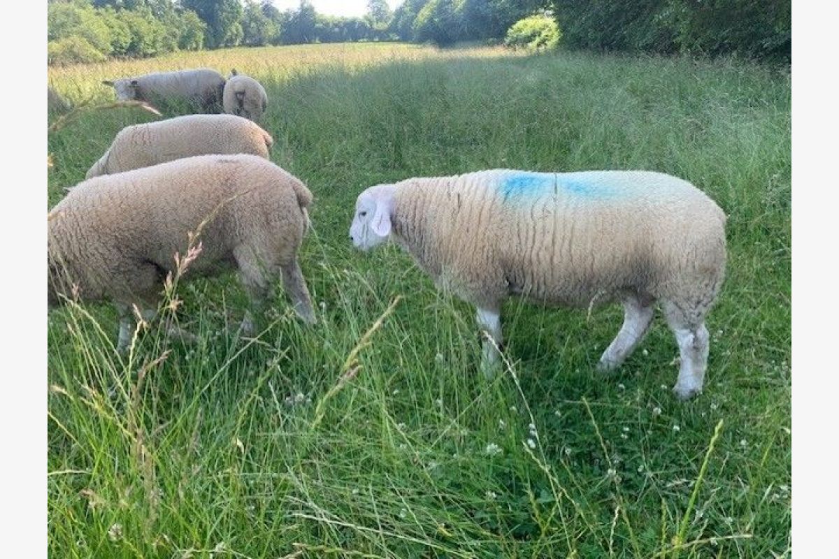 Béliers Texel de l'année