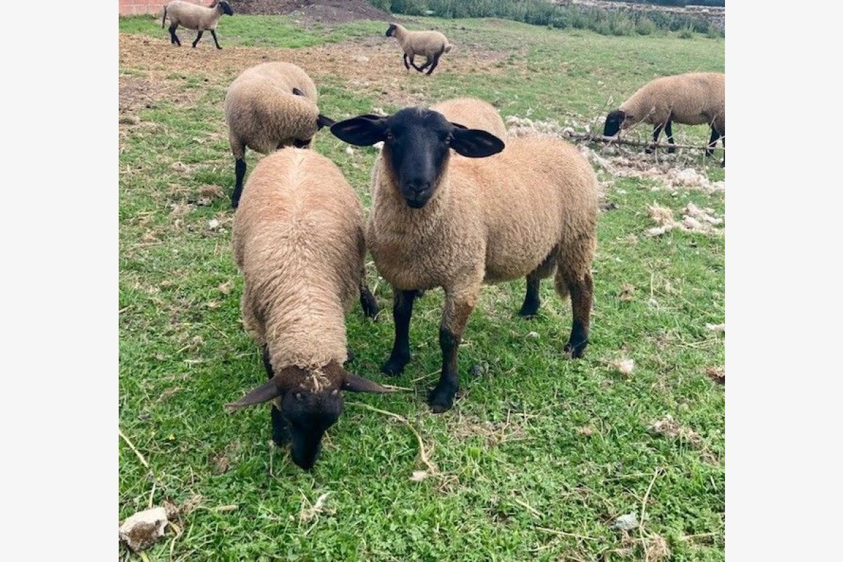 Agneaux suffolks