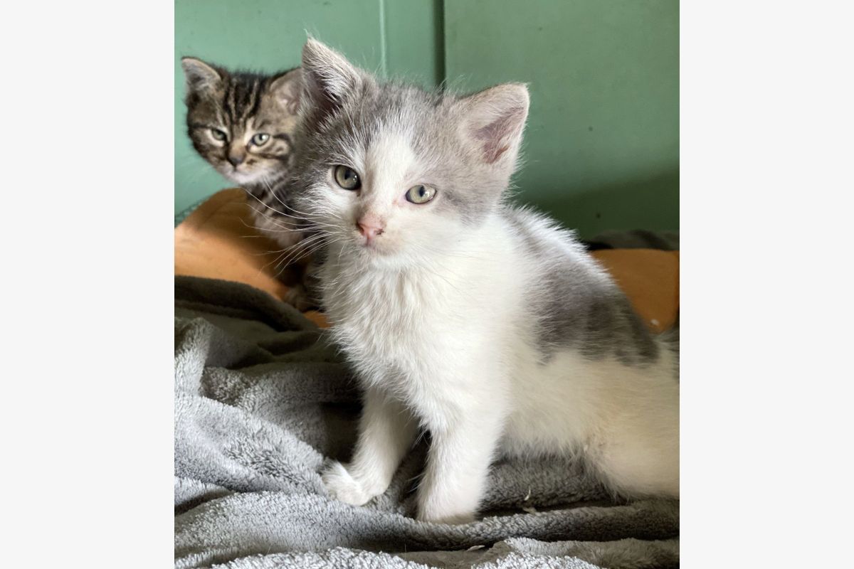 A donner 2 chatons