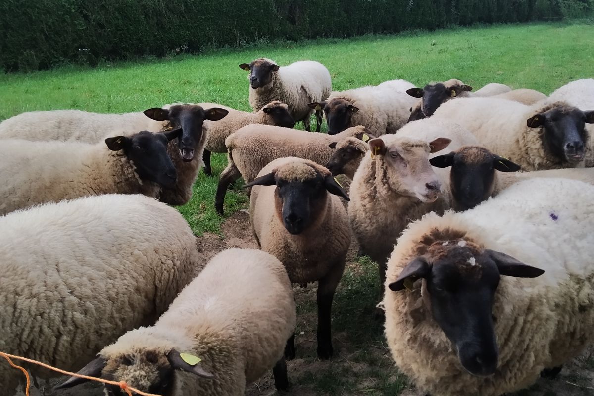 agneaux mâles et femelles Suffolk et roussin