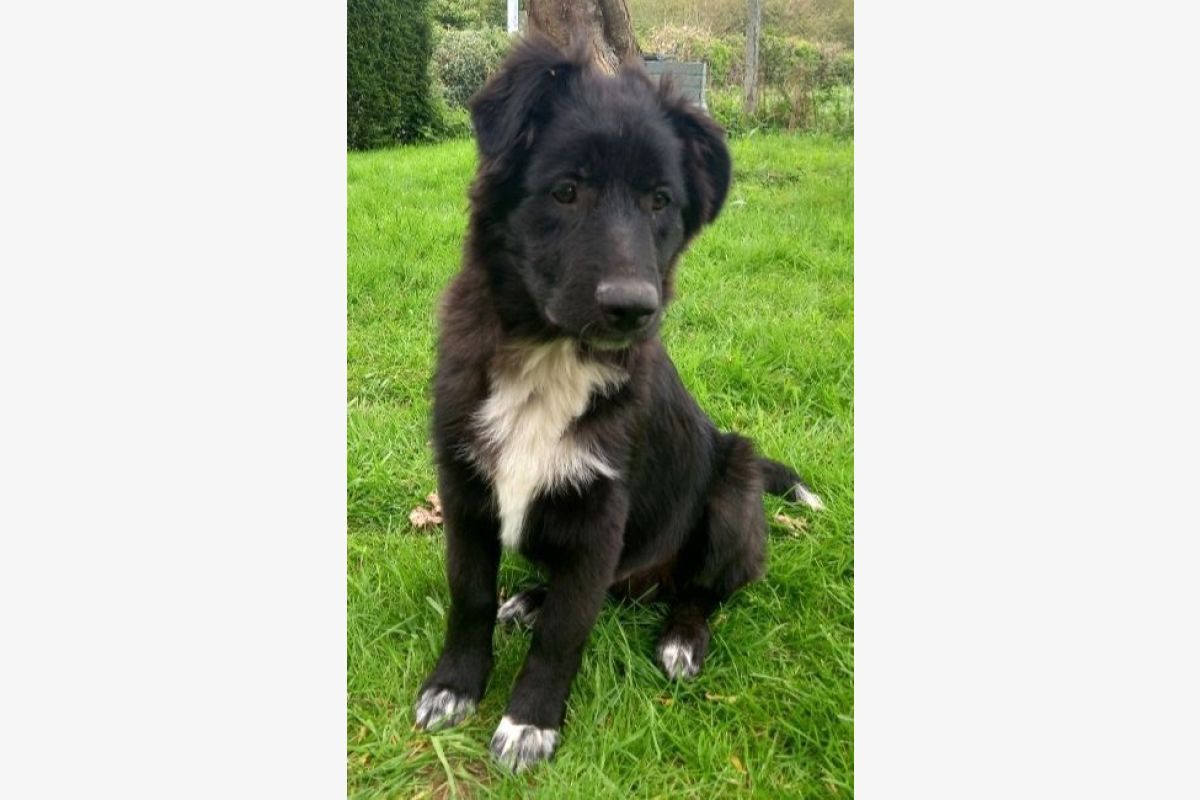 Croisé border collie et berger allemand