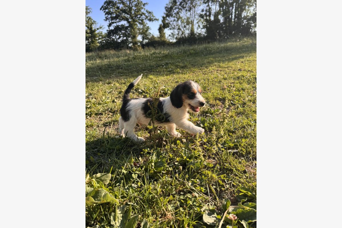 Apparence petit basset griffon