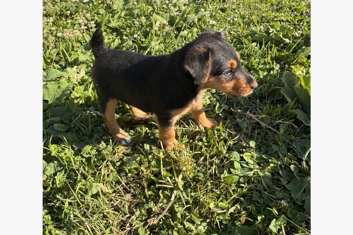 Apparence jagd terrier