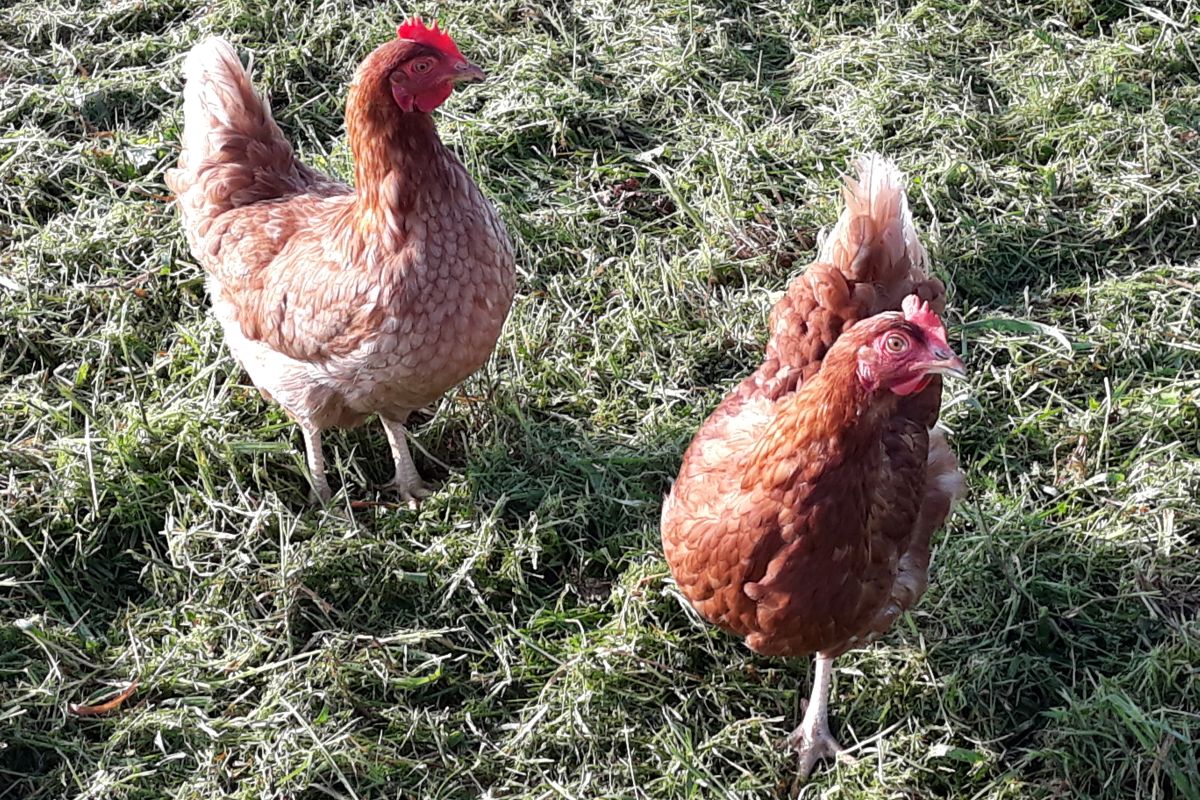 poules pondeuses bio 18 mois
