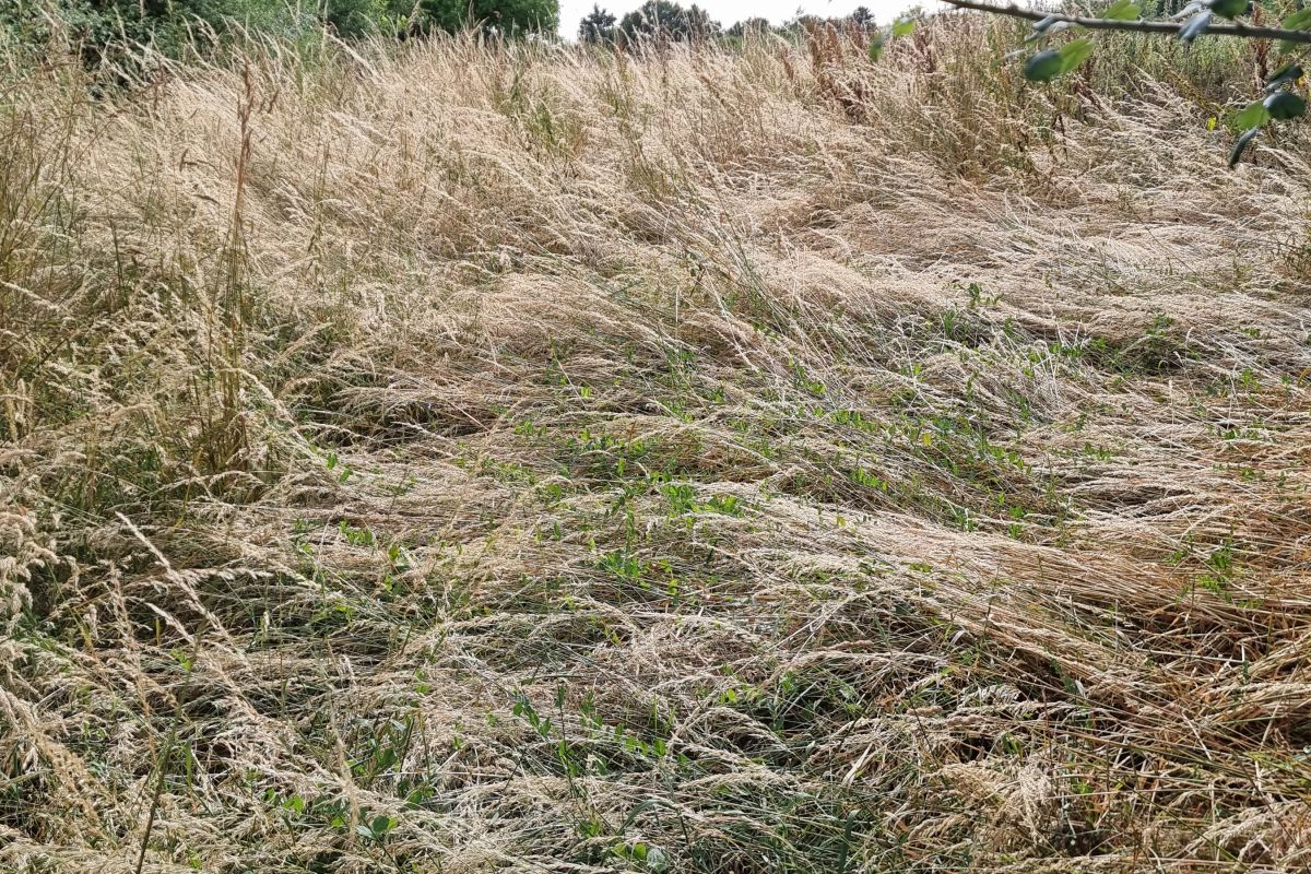 FOIN sur pied à faire à Montipouret