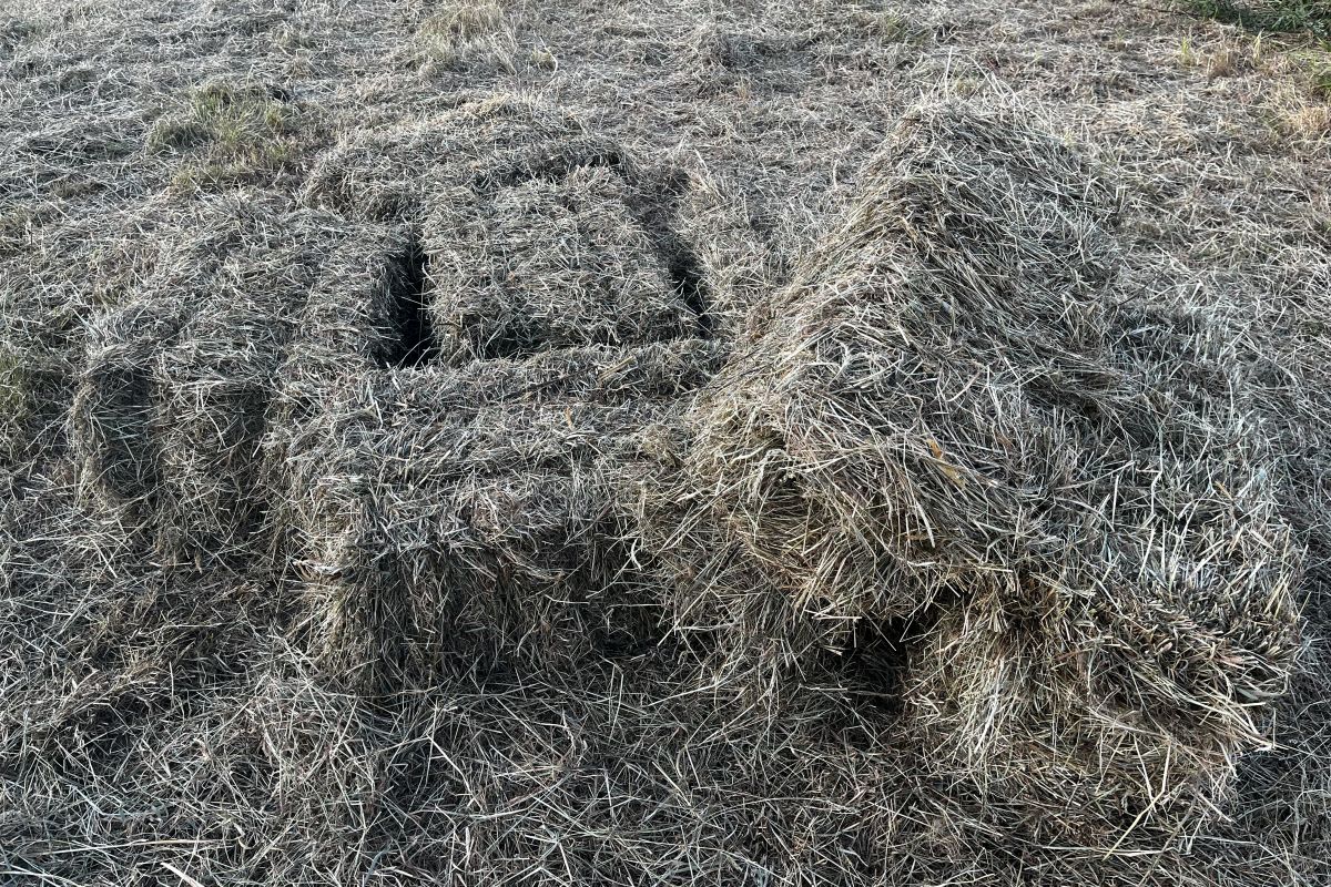 Botte de foin 