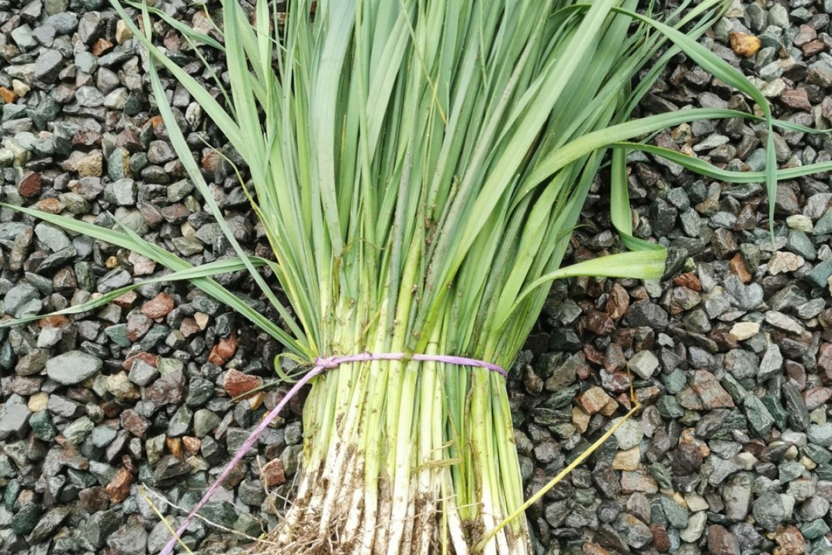 Vends plants de poireaux 