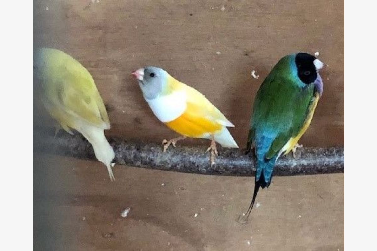12 diamants de Gould