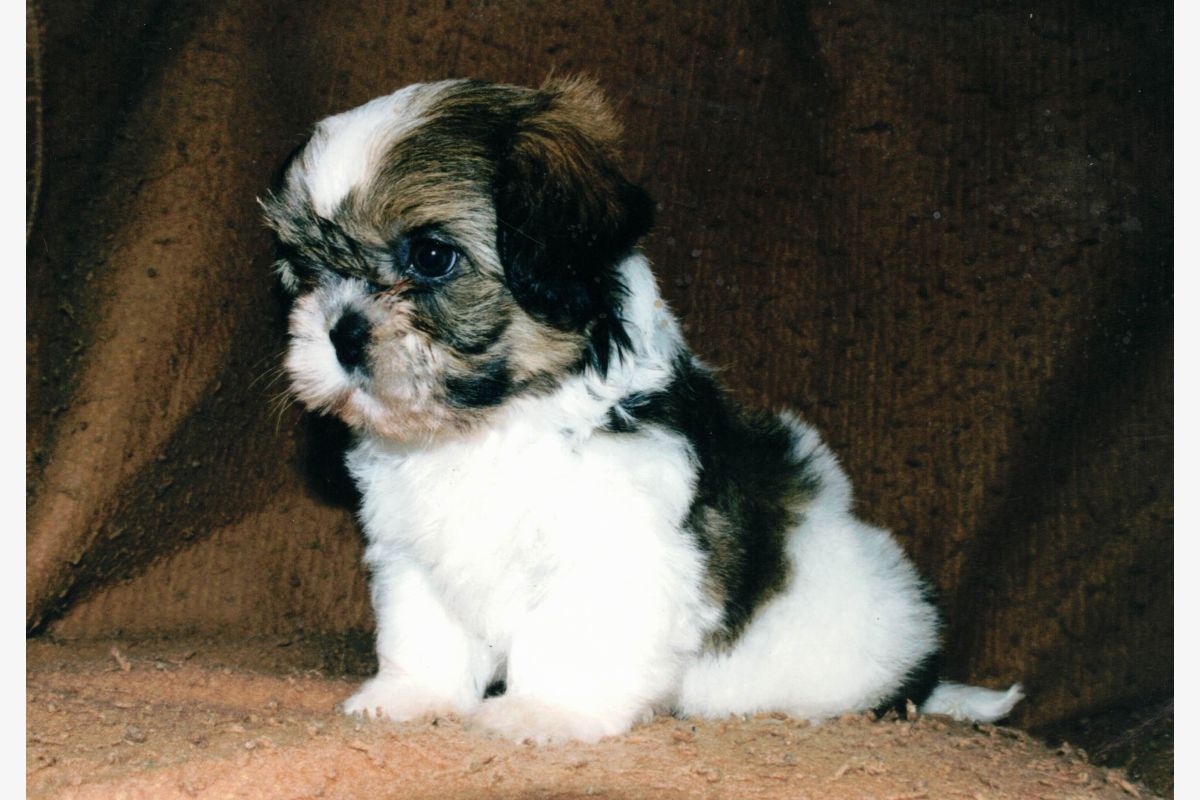 Apparence shih-tzu