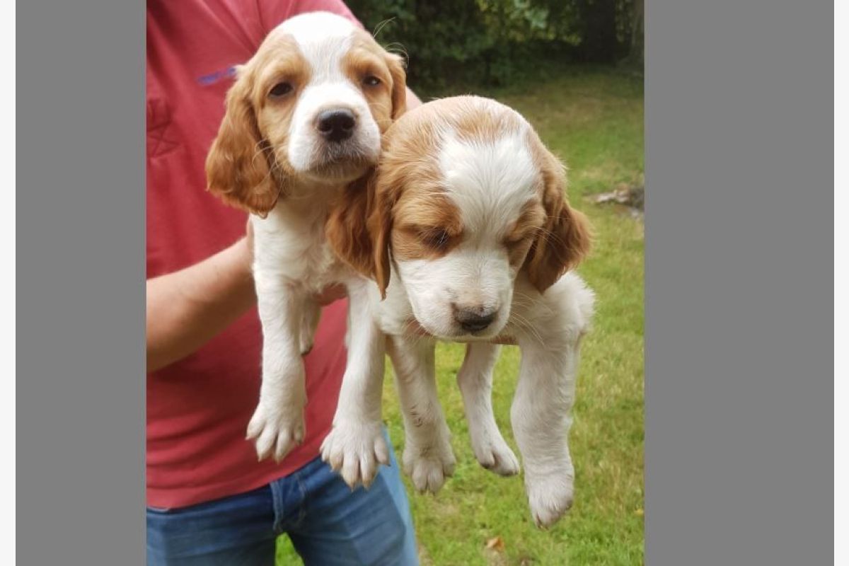 7 chiots apparence épagneul breton