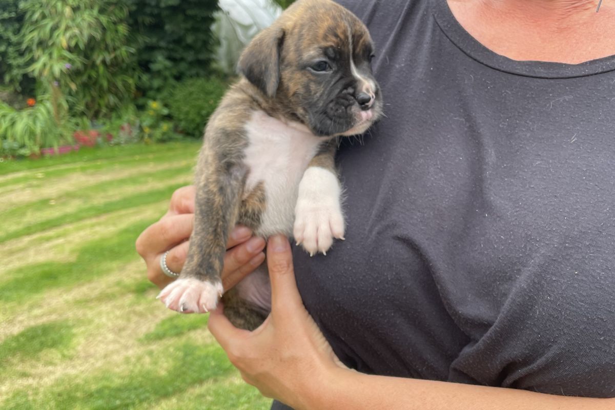 Chiots boxer 