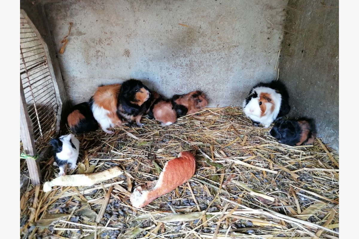 Cochons d'Inde