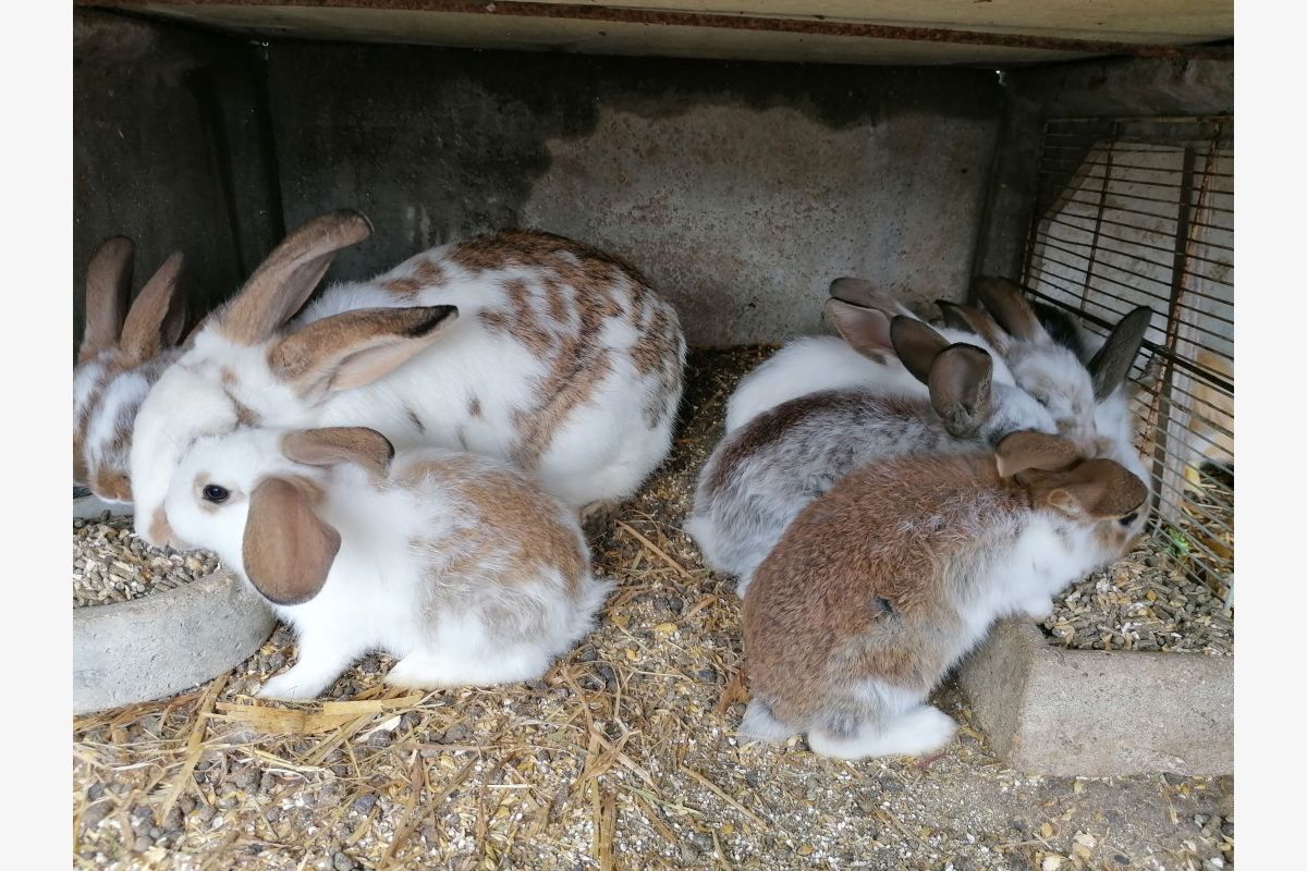 Lapins d'élevage